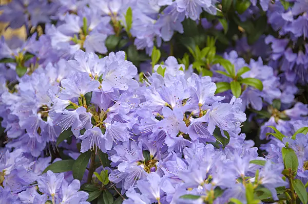 535318 - Dwarf purple rhododendron (Rhododendron impeditum 'Blue 'Tit Magor')