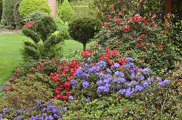 520167 - Dwarf purple rhododendron (Rhododendron impeditum) with shaped plants