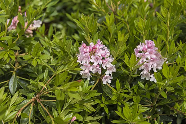 638299 - Dwarf rhododendron (Rhododendron micranthum 'Bloombux')