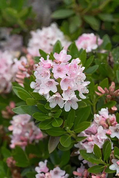 664377 - Dwarf rhododendron (Rhododendron micranthum 'Bloombux')