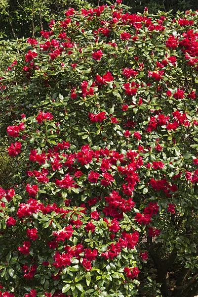 570026 - Dwarf rhododendron (Rhododendron repens 'Baden Baden')