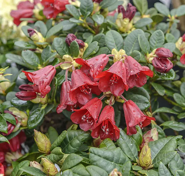 558209 - Dwarf rhododendron (Rhododendron repens 'Carmen')