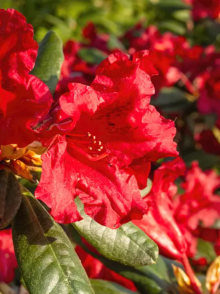 412065 - Dwarf rhododendron (Rhododendron repens 'Elisabeth Hobbie')
