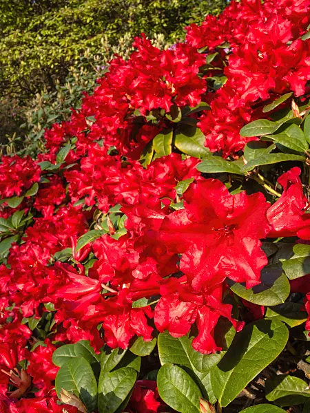 412063 - Dwarf rhododendron (Rhododendron repens 'Scarlet Wonder')