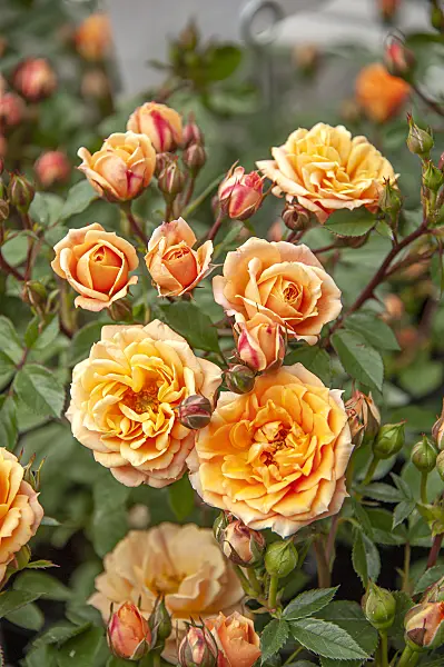 616335 - Dwarf rose (Rosa Apricot Clementine)