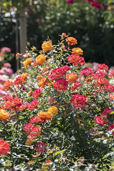 638316 - Dwarf rose (Rosa Little Miss Sunshine)
