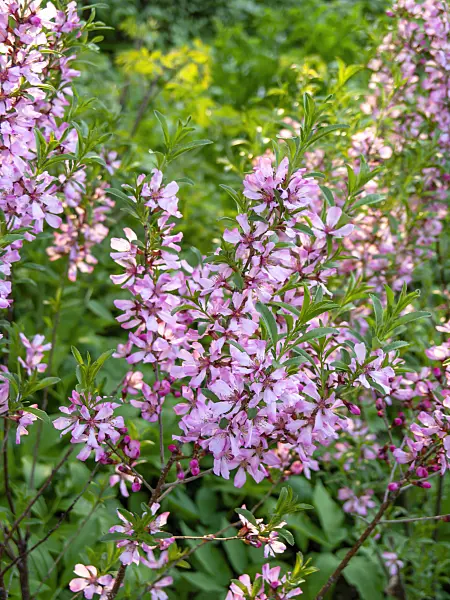 437159 - Dwarf Russian almond (Prunus tenella)