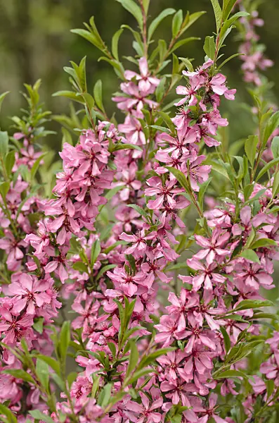 495167 - Dwarf Russian almond (Prunus tenella)