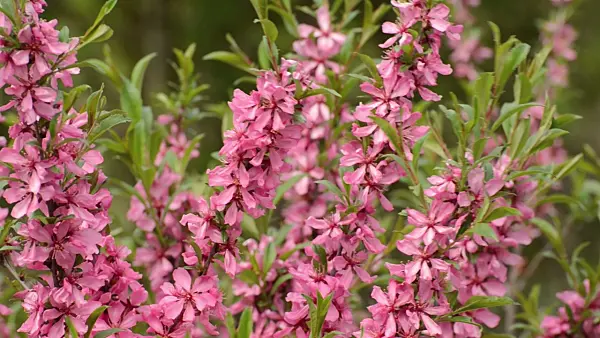 495270 - Dwarf Russian almond (Prunus tenella)