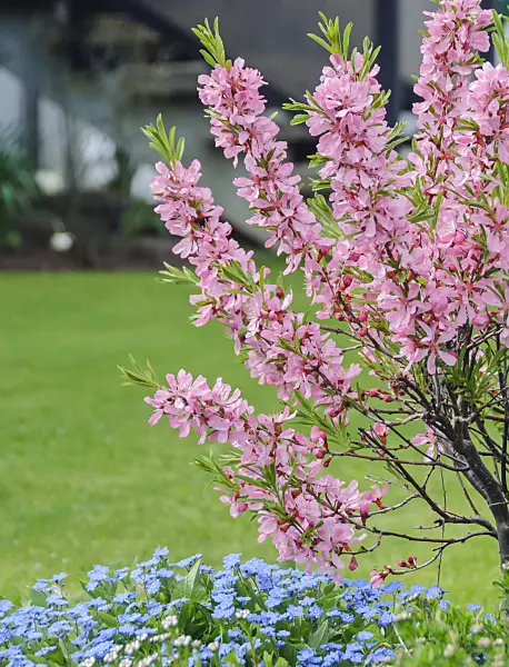 517216 - Dwarf Russian almond (Prunus tenella 'Fire Hill')