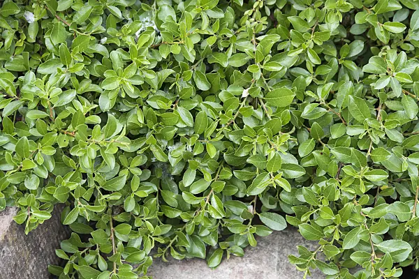638334 - Dwarf willow (Salix x simulatrix)