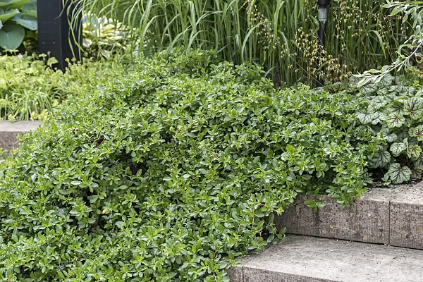 638336 - Dwarf willow (Salix x simulatrix)