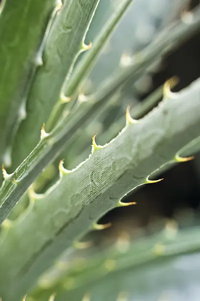385009 - Dyckia