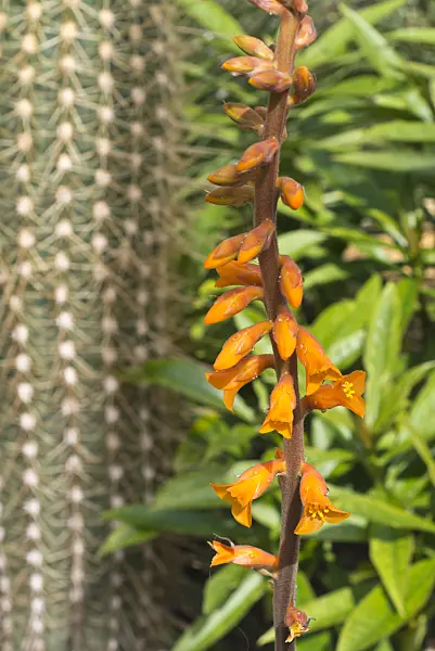 555119 - Dyckia fosteriana