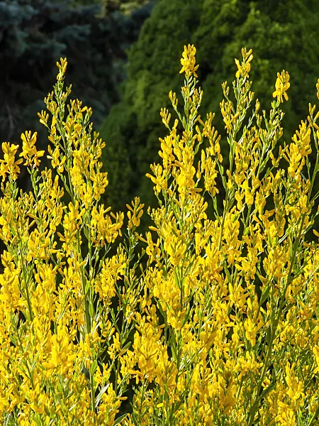 461112 - Dyer's broom (Genista tinctoria)