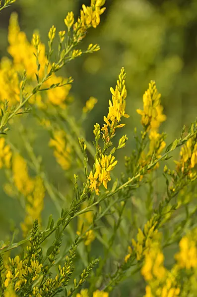 497188 - Dyer's broom (Genista tinctoria)