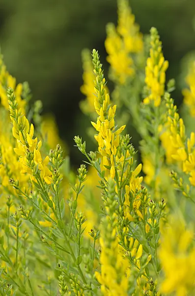 534016 - Dyer's broom (Genista tinctoria)