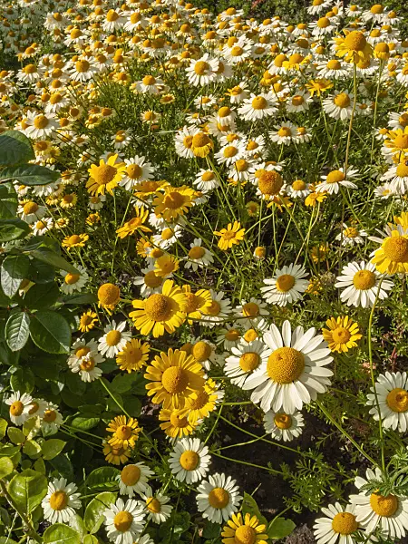 403041 - Dyer's chamomile (Anthemis tinctoria 'E.C. Buxton' syn. Cota tinctoria 'E.C. Buxton')