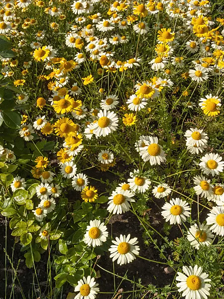 403042 - Dyer's chamomile (Anthemis tinctoria 'E.C. Buxton' syn. Cota tinctoria 'E.C. Buxton')