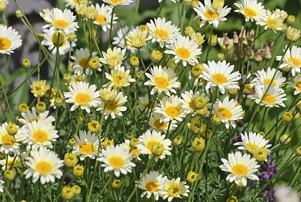 481028 - Dyer's chamomile (Anthemis tinctoria 'E.C. Buxton' syn. Cota tinctoria 'E.C. Buxton')