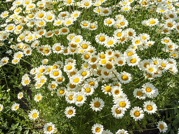 439015 - Dyer's chamomile (Anthemis tinctoria 'Sauce Hollandaise' syn. Cota tinctoria 'Sauce Hollandaise')