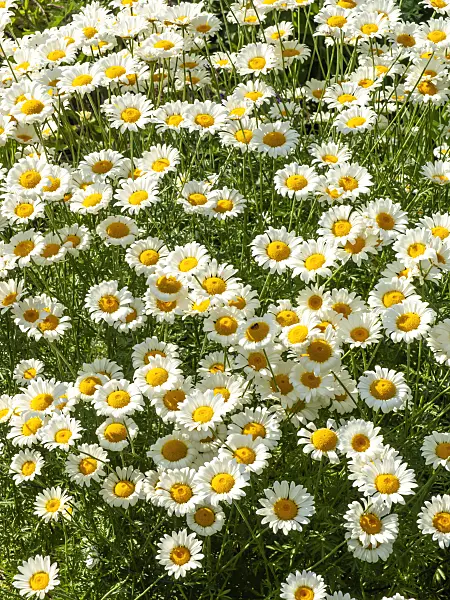 439016 - Dyer's chamomile (Anthemis tinctoria 'Sauce Hollandaise' syn. Cota tinctoria 'Sauce Hollandaise')