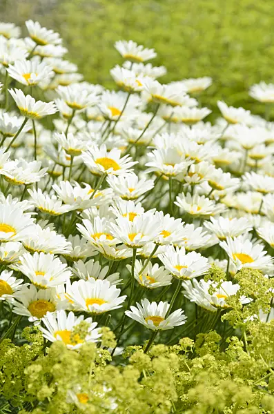 497054 - Dyer's chamomile (Anthemis tinctoria 'Sauce Hollandaise' syn. Cota tinctoria 'Sauce Hollandaise')