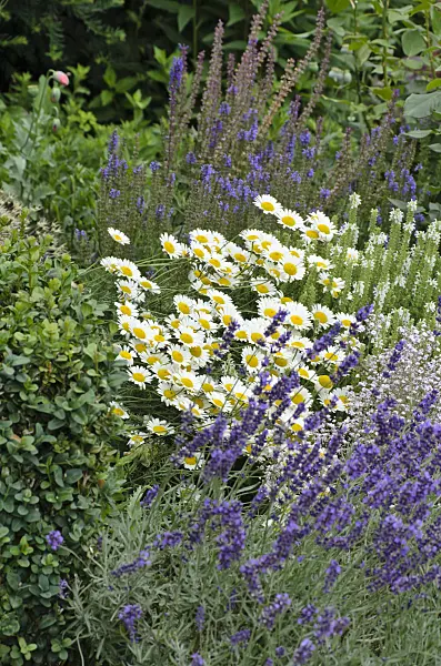 497350 - Dyer's chamomile (Anthemis tinctoria 'Susanna Mitchell' syn. Cota tinctoria 'Susanna Mitchell') and woodland sage (Salvia nemorosa)