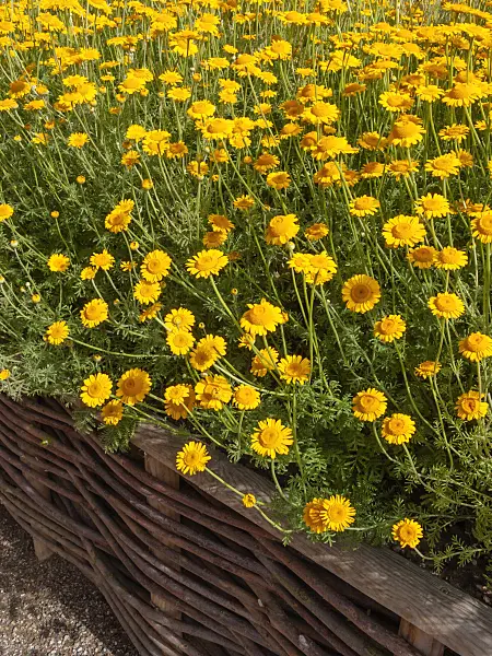 403035 - Dyer's chamomile (Anthemis tinctoria syn. Cota tinctoria)