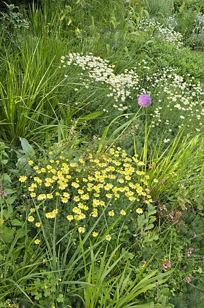 521367 - Dyer's chamomile (Anthemis tinctoria syn. Cota tinctoria)
