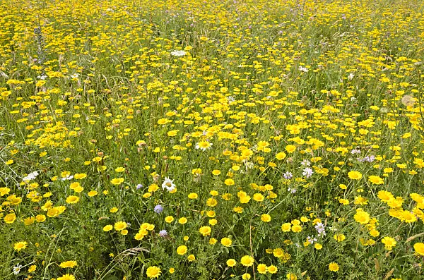 521506 - Dyer's chamomile (Anthemis tinctoria syn. Cota tinctoria)