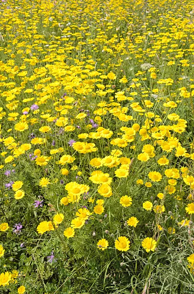 521507 - Dyer's chamomile (Anthemis tinctoria syn. Cota tinctoria)