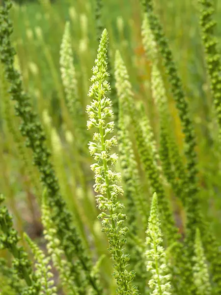 427007 - Dyer's weed (Reseda luteola)