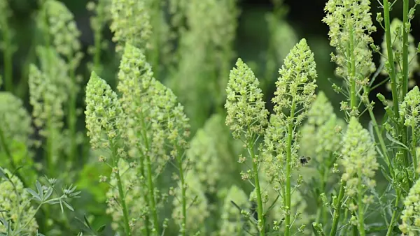 496243 - Dyer's weed (Reseda luteola)