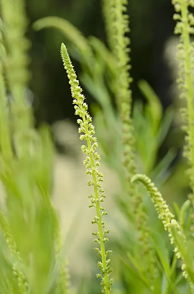 534001 - Dyer's weed (Reseda luteola)