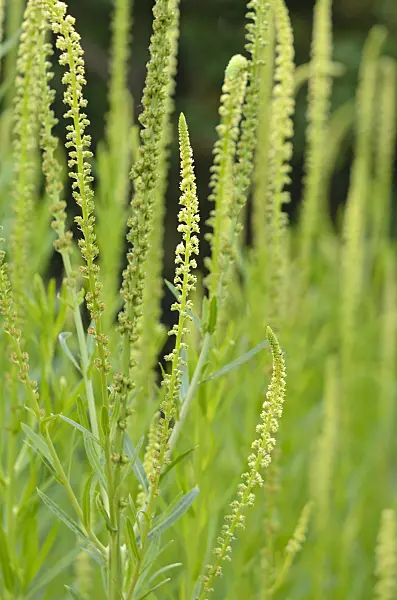 534002 - Dyer's weed (Reseda luteola)