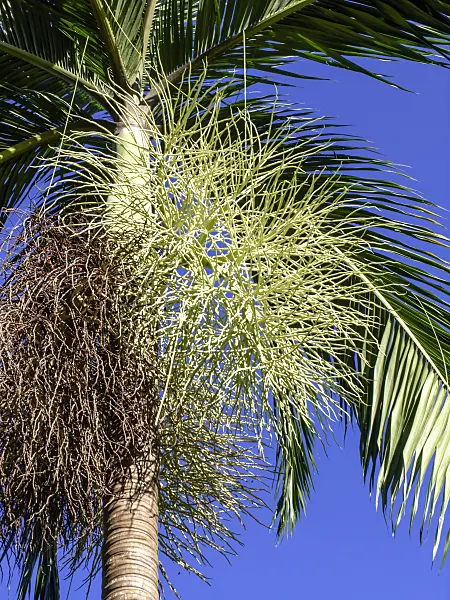 434382 - Dypsis leptocheilos in front of a deep blue sky