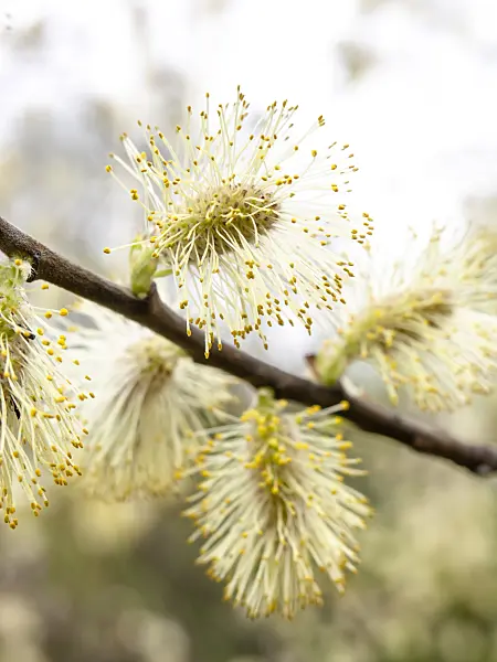 436249 - Eared willow (Salix aurita)