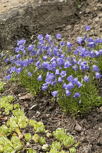 558302 - Earleaf bellflower (Campanula cochleariifolia)