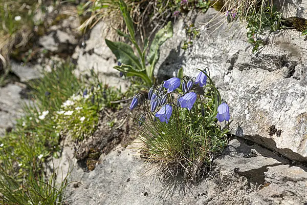 651134 - Earleaf bellflower (Campanula cochleariifolia)