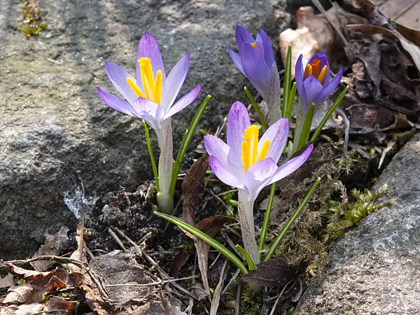 400001 - Early crocus (Crocus tommasinianus)