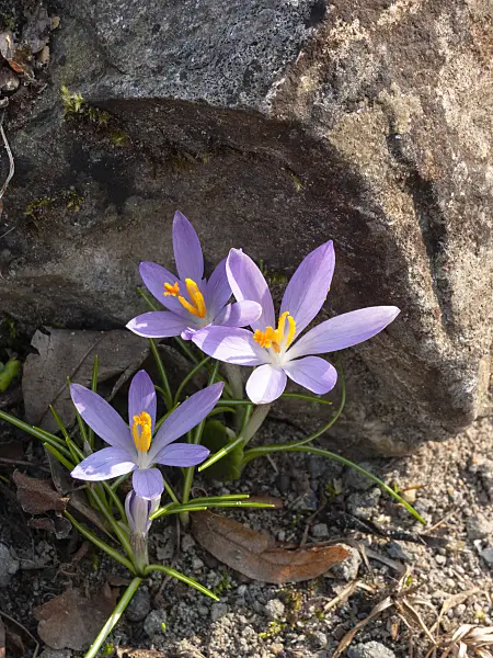 400003 - Early crocus (Crocus tommasinianus)