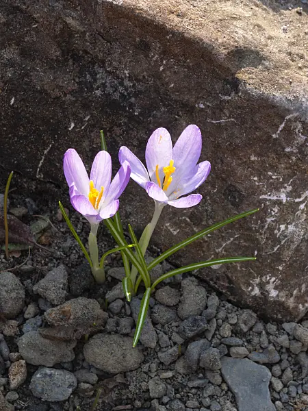 400006 - Early crocus (Crocus tommasinianus)