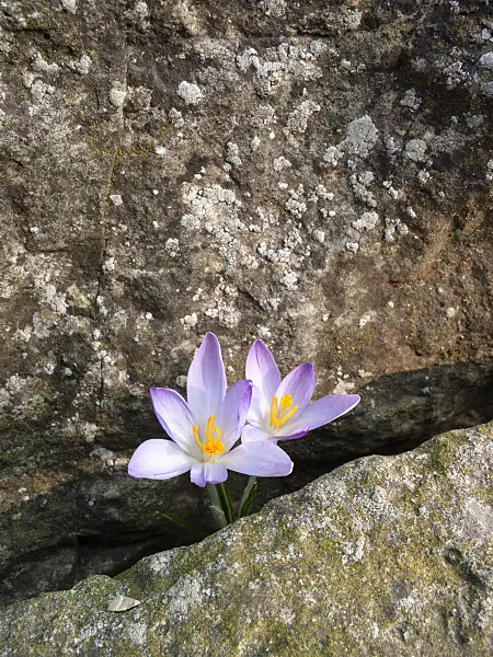 400011 - Early crocus (Crocus tommasinianus)
