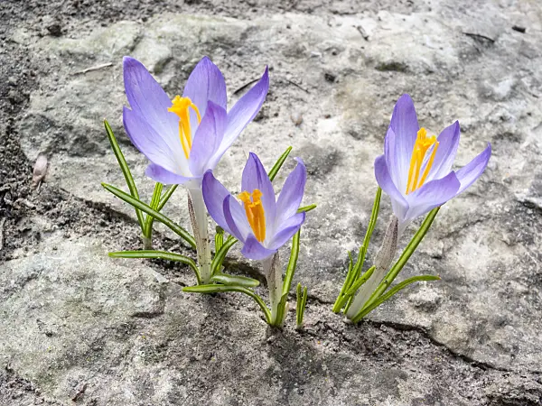 400012 - Early crocus (Crocus tommasinianus)