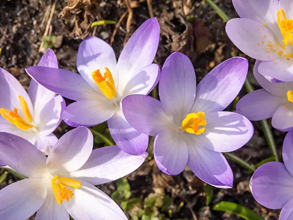 423004 - Early crocus (Crocus tommasinianus)