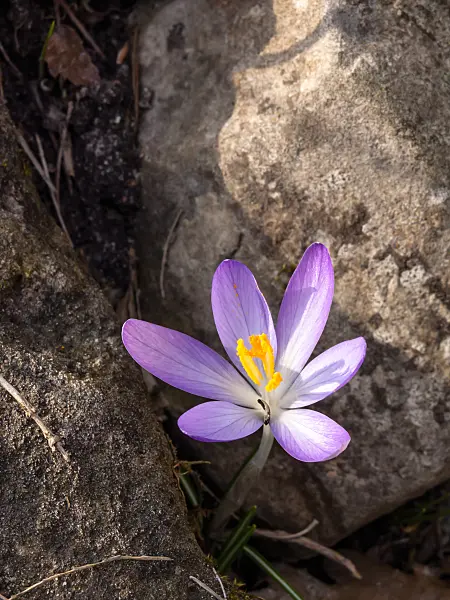 423005 - Early crocus (Crocus tommasinianus)