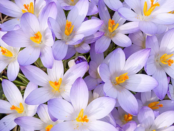 423006 - Early crocus (Crocus tommasinianus)