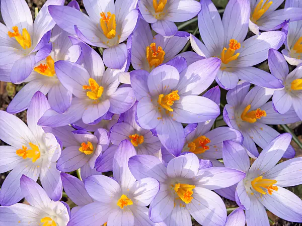 423007 - Early crocus (Crocus tommasinianus)