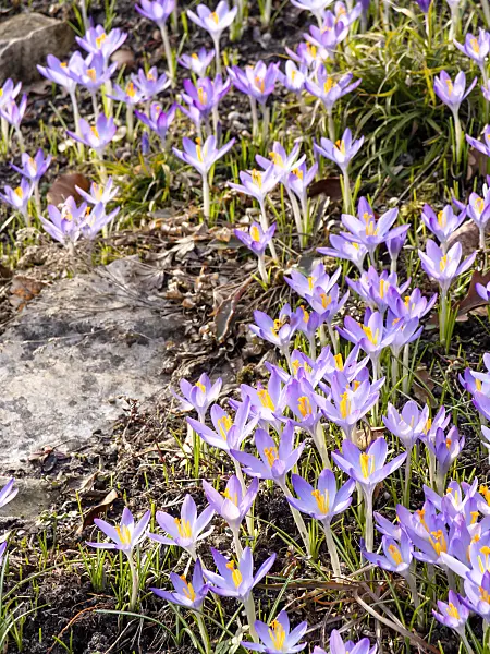 423008 - Early crocus (Crocus tommasinianus)